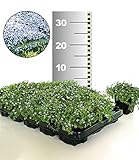BALDUR-Garten Winterharter Bodendecker Isotoma 'Blue Foot®', 25 Pflanzen Isotoma fluviatilis trittfest, Blauer Bubikopf Gaudich Rasen-E