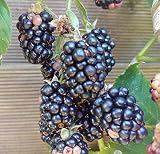 Zuckerbrombeere `Asterina´, stachellose Brombeerpflanze mit sehr süßen Früchten, 40-60cm im Top