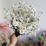 1-2.5cm / 30g, getrocknete Natur Wirkliche Rhodas Blume Blumenstrauß, Ewiger Mini Daisy Anzeige Rosen for die Hochzeit Startseite Deko-Accessoires Getrocknete B