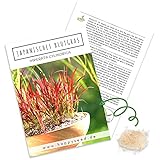 Japanische Blutgras Samen (Imperata cylindrica) - Winterhartes Ziergras mit feuerroten Blättern ideal für Garten, Balkon oder T