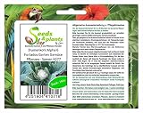 Stk - 140x Blumenkohl Alpha 6 Fortados Brassica oleracea Gemüse Pflanzen - Samen K277 - Seeds Plants Shop Samenbank Pfullingen Patrik Ip