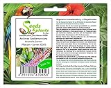 Stk - 5x Aechmea lueddemanniana Bromelie Garten Pflanzen - Samen ID305 - Seeds Plants Shop Samenbank Pfullingen Patrik Ip
