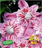 BALDUR Garten Waldrebe Clematis 'Josephine TM Evijohill N' Waldrebe, 1 Pflanze Klematis mehrjährige blühende Kletterp