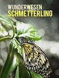 Wunderwesen Schmetterling