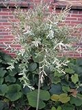 Harlekinweide Salix integra Hakuro Nishiki 60 cm Stammhöhe im 5 L