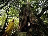 Yakushima und der Murou-ji Tempel in N