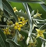Schmalblättrige Ölweide 60-80cm - Elaeagnus ang