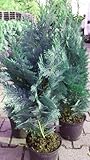 blaue Scheinzypresse Chamaecyparis lawsoniana Columnaris Glauca 80-100 cm hoch im 5 L