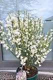 Ginster cremeweiß Cytisus praecox Albus 40-60 cm hoch im 3 L