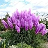 500 Stück Pampasgras Samen Seltene Lila Grassamen Schöne Getrocknete Blumenornamente Zimmer Dekorieren Pflegeleicht Hat Dekorativen W