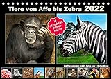 Tiere von Affe bis Zebra 2022 (Tischkalender 2022 DIN A5 quer)