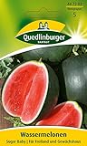 Wassermelone, Sugar Baby
