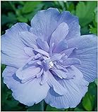 BALDUR-Garten BALDUR-GartenGefüllter Hibiskus Chiffon blau 1 Pflanze Hibiscus syriacus w