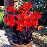 2 Stücke Canna Lily Zwiebeln Schöne seltene Sorte rote Blume Canna Lily mehrjährige Blumen Gartendekoration Fensterbank Balk