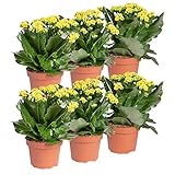 Pflanzen Kölle Flammendes Käthchen 'Calandiva'®, 6er-Set, Kalanchoe blossfeldiana, gelb, Gesamthöhe ca. 27,5