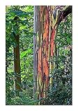 Regenbogenbaum - Eucalyptus deglupta (Bonsai geeignet) - 20 S