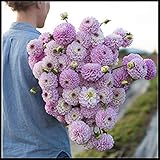 Dahlien Zwiebeln,WeltberüHmt,Seltene Spezies,Hohe Keimrate,AnfäNger Sind Leicht Zu üBerleben-2 Zwieb