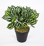 Zebrapflanze 28cm grün-weiß im Topf ZF Kunstpflanzen kü