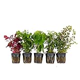 5x Wasserpflanzen Aquarium 'Fantastische Frische' | Aquariumpflanzen Set echt | Höhe 15 cm | Topf-Ø 5