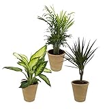 Dominik Blumen und Pflanzen, Zimmerpflanzen Set aus 1x Diefenbachie, 1x Bergpalme und 1x Drachenbaum (Dracaena marginata), 10 - 12 cm Topf, mit terrakotta - farbenem Übertop