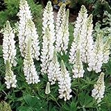 6 x Lupinus 'Noble Maiden' - Lupine Noble Maiden Kleincontainer 9cm x 9