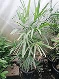 Rhapis excelsa 120-180 cm Restposten Steckenpalme Schirmpalme Zimmerp