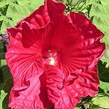 Hibiskus moscheutos, RIESIG, WINTERHART, wächst und blüht schnell, RIESEN BLÜTE, 10 Samen von unserer ungarischen Farm samenfest, ECHT nur von'mediterranesamenUngarn', BIO hu-öko-01