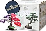valeaf Bonsai Starter Kit - SUMMER SALE - Züchten Sie Ihren eigenen Bonsai Baum - Anzuchtset inkl. 4 Sorten Bonsai Samen & Zubehör - für Anfänger - das ideale Geschenk zum Baum p