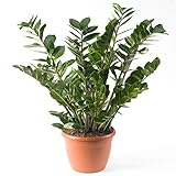 Zamioculca Zamiifolia Zimmerpflanze - Prämie Innenbereich getopfte Zimmerpflanze in 13