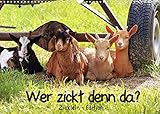 Wer zickt denn da? - Zicklein-Edition (Wandkalender 2022 DIN A3 quer)
