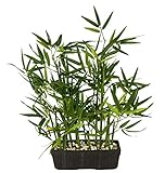 Künstlicher Bambus in Schale mit Deko-Steinchen Bambusgras Lemongras Kunstpflanze Pflanze Grünpflanze Kunstbaum Baum Zimmerpflanze Bambuspflanze Bambusbaum Strauch Lemongras Asiatische Gräser S