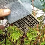 500 Stück Florfliegenlarven - Nützling u.a. gegen Blattläuse und Thrip