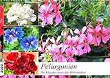 Pelargonien. Die Klassiker unter den Blühwundern (Wandkalender 2022 DIN A2 quer) [Calendar] Hurley, R