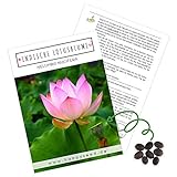 Lotus Samen winterhart (Nelumbo nucifera) - Indische Lotusblume Samen mit majestätischen Blüten zum selber ziehen für Aquarium, Teich & G