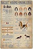 Basset Hound Knowledge Blechschild aus Metalll The Anatomy Of A Basset Hound Retro Poster School Education Living Room Kitchen Bathroom Heim Kunst Mauer Dekoration Plak