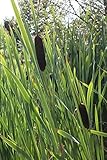 4er-Set im Gratis-Pflanzkorb - Typha latifolia - Breitblättriger Rohrkolben - Wasserpflanzen W