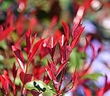 Dehner Purpur-Glanzmispel'Red Robin', grün-rote Blätter, ca. 50-60 cm, Heckenpflanze  