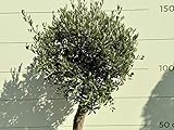 OLEA EUROPEA - OLIVENBAUM KUGEL MIT GLATTER STAMM, STAMMUNFANG 20-30 CM