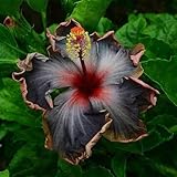 10 Rare Schwarz Rosa Lila Hibiskus Samen Perinnal Riesen-Blüten Tropical B