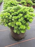 Abies koreana Brillant - Zwerg-Koreatanne B