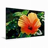 CALVENDO Premium Textil-Leinwand 120 cm x 80 cm quer, Hibiskus | Wandbild, Bild auf Keilrahmen, Fertigbild auf echter Leinwand, Leinwanddruck: EIN Motiv aus Blätter im Gegenlicht Natur N