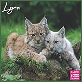 Lynx Calendar 2022: Official Lynxes Animal Calendar 2022 16 M