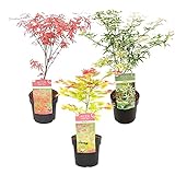 Acer Amagi Shigure, Ukigumo, Moonrise mix |Fächer-Ahorn pro 3 Stück - Freilandpflanze im Gärtnertopf ⌀13 cm -25-35