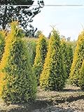 Lebensbaum Thuja Yellow Ribbon 160-180 cm. 8 Thuja Heckenpflanzen. Immergrü