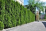 15st. Thuja Smaragd 50-70cm im Topf mit einem festen Ballen für 5m Hecke Lebensbaum Heckenpflanzen 'Edelthuja'