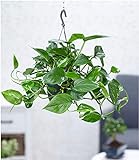 BALDUR Garten Hängepflanze Efeutute, 1 Pflanze Luftreinigende Zimmerpflanze Scindap