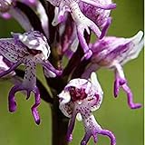 (Orchis Men # 696) Neuer Orchis Italica, auch bekannt als: Italienische Männer Orchid, Pyramide Affe Orchidee, Orchidee Testes -100 Samen/Lot (O & Männer 696)