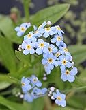 4er-Set im Gratis-Pflanzkorb - Myosotis palustris - Sumpfvergißmeinnicht, hellblau - Wasserpflanzen W