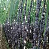 Sugarcane Samen, 1 Beutel Sugarcane Samen NON GMO Produktive Kleine Reiche Vitamine Zuckerrohr Samen für den G