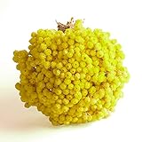 ROSEMARIE SCHULZ Heidelberg Immortelle getrocknet in Gelb italienische Strohblumen Trocken Blumen Pflanze im Bund 30 cm lang 15-20 Stiele ca. 100 g Immortelle Helichry